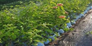 Outdoor Bugambilia Plant