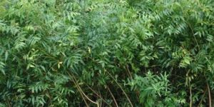 Neem Plant