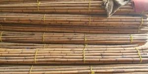 Cane Wood