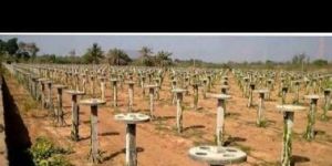 RCC Dragon Fruit Pole