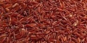 Red Rice