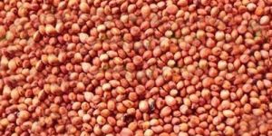 Red Sorghum