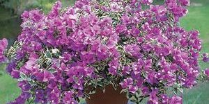 Artificial Bonsai Plant