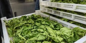 Dehydrated Vegitables