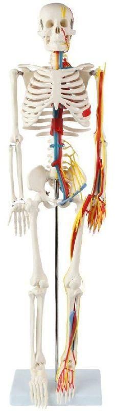Skeleton Model 85cm with Nerves and Blood Vessel, Plastic Base