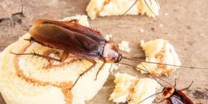 Cockroaches Pest Control Services