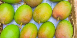 Green Alphonso Mango