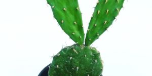 Nagfani Plant, Nagphani Cactus Plant, Prickly Pear Plant, Opuntia Ovata