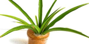 ROOKHRAJ PAUDHSHALA Chlorophytum Borivilianum Plant, Safed Musli Live Plant