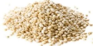 Quinoa Seeds