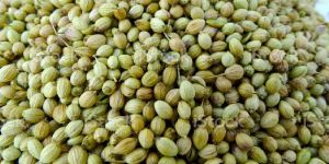 Coriander Seeds