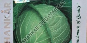 Cabbage Golden Seeds