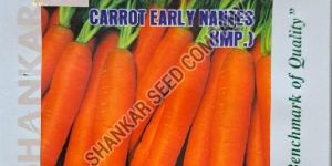 Carrot Seeds