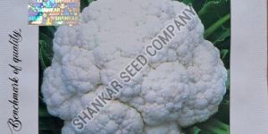Cauliflower Seeds