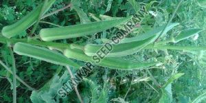 Lady Finger Seeds