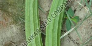 Ridge Gourd Seeds