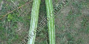 Snake Gourd Seeds