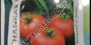 Tomato Seed