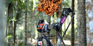 Motorized Arecanut Tree Climber
