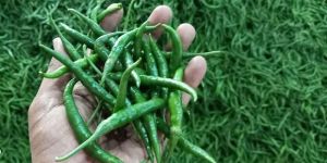 Fresh Green Chilly
