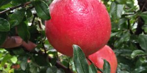 Fresh Pomegranate