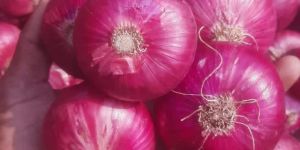 Fresh Red Onion