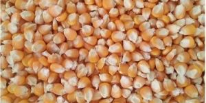 Fresh Corn Seeds