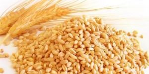 Wheat Grains