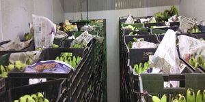 Banana Ripening Chamber