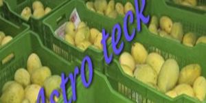 Mango Ripening Chamber