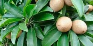 Kalapatti Thai Chiku Plants