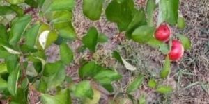 Kashmiri Apple Ber Plant