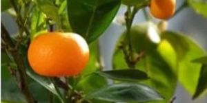 Mandarin Orange Plant