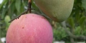 Miyazaki Mango Plant