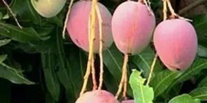 Severna Rekha Mango Plant