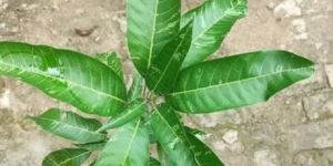 Variegated Mango Plant