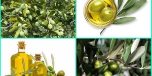 Olive Oil