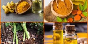 Turmeric Leaf Oil