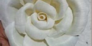 Sola Open Rose Flower