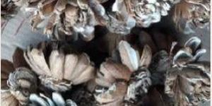 Sola Special Skin Dahlia Flower