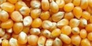 Sugandha Non Basmati Rice