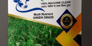 Cattle Feed Green Grass