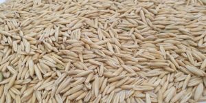 Oat Seeds