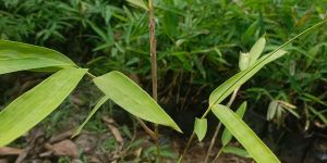 T Oliveri Bamboo Plant