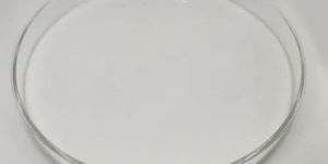 6 Inch Glass Petri Dish