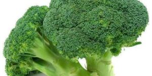 Fresh Broccoli