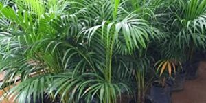 Areca Palm Tree