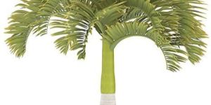 Green Manila Palm Tree