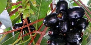 Jamun Plant