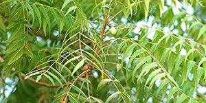 Neem Tree
